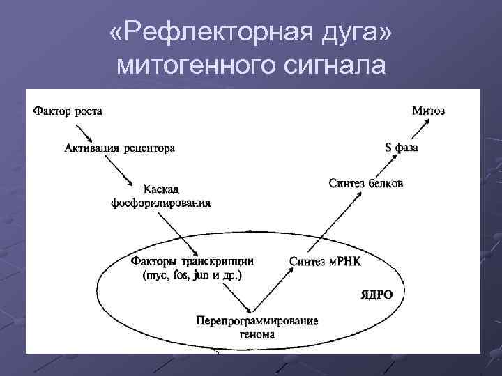  «Рефлекторная дуга» митогенного сигнала 
