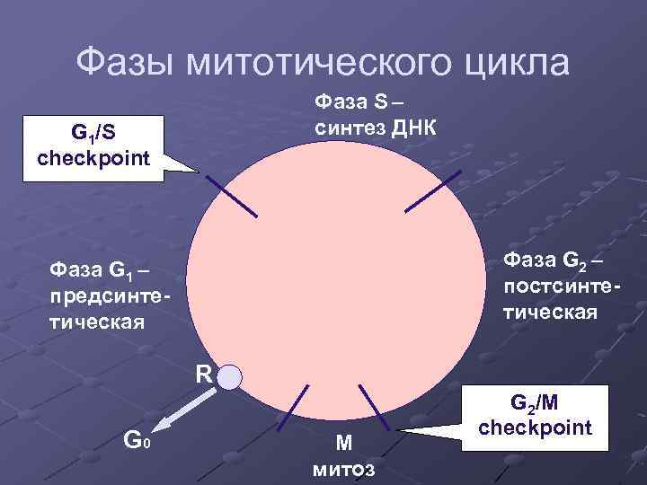 Схема митотического цикла