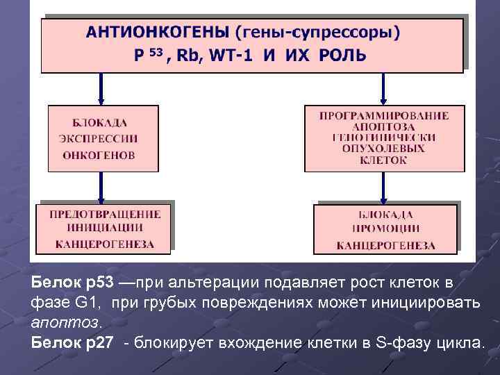Белок р53 —при альтерации подавляет рост клеток в фазе G 1, при грубых повреждениях