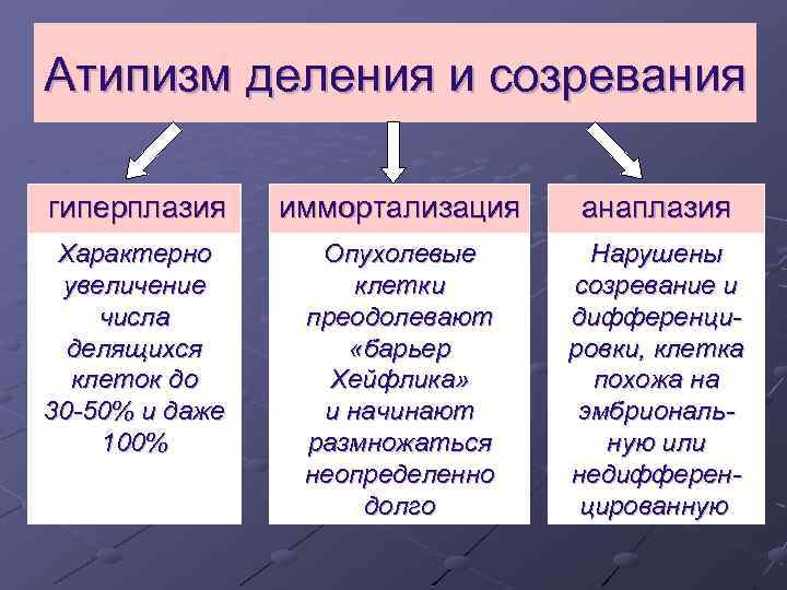 Атипизм деления и созревания гиперплазия иммортализация анаплазия Характерно увеличение числа делящихся клеток до 30