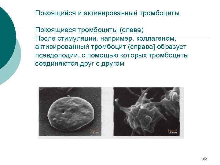 Покоящийся и активированный тромбоциты. Покоящиеся тромбоциты (слева) После стимуляции, например, коллагеном, активированный тромбоцит (справа]