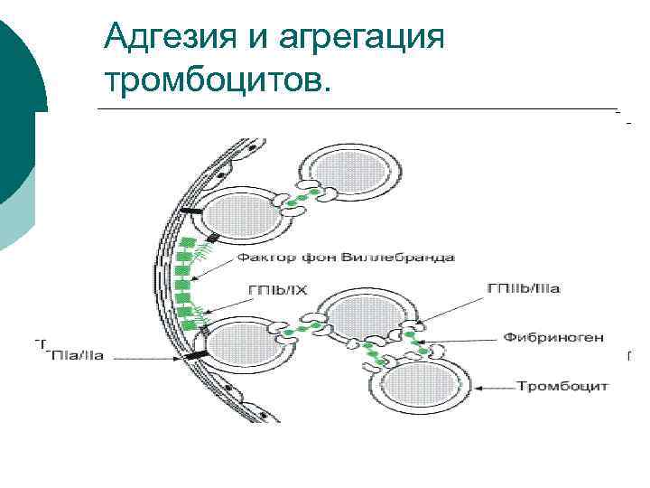 Адгезия и агрегация тромбоцитов. 