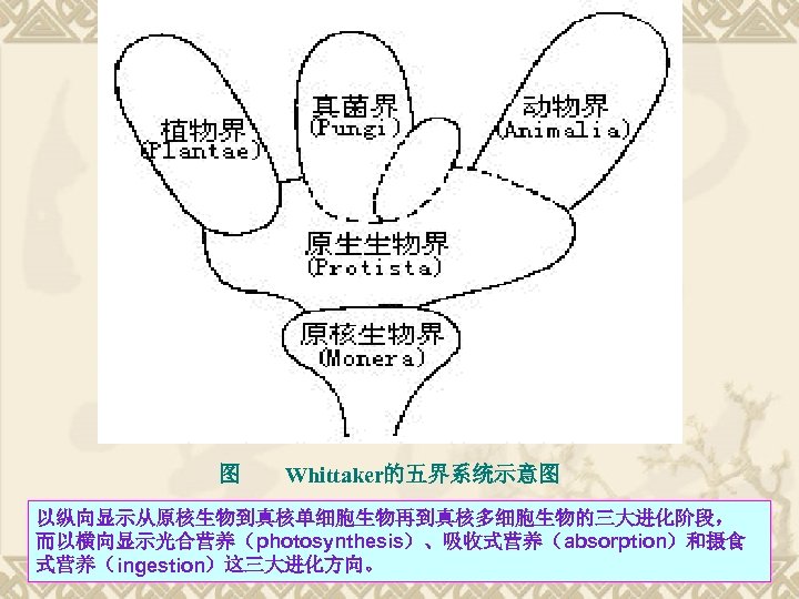 图 Whittaker的五界系统示意图 以纵向显示从原核生物到真核单细胞生物再到真核多细胞生物的三大进化阶段， 而以横向显示光合营养（photosynthesis）、吸收式营养（absorption）和摄食 式营养（ingestion）这三大进化方向。 