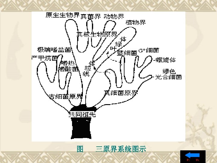 图 三原界系统图示 