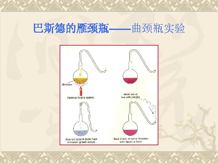 巴斯德的雁颈瓶——曲颈瓶实验 