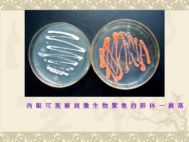 肉 眼 可 观 察 到 微 生 物 聚 集 的 群 体