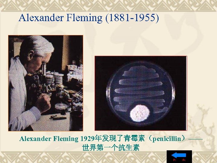 Alexander Fleming (1881 -1955) Alexander Fleming 1929年发现了青霉素（penicillin）—— 世界第一个抗生素 