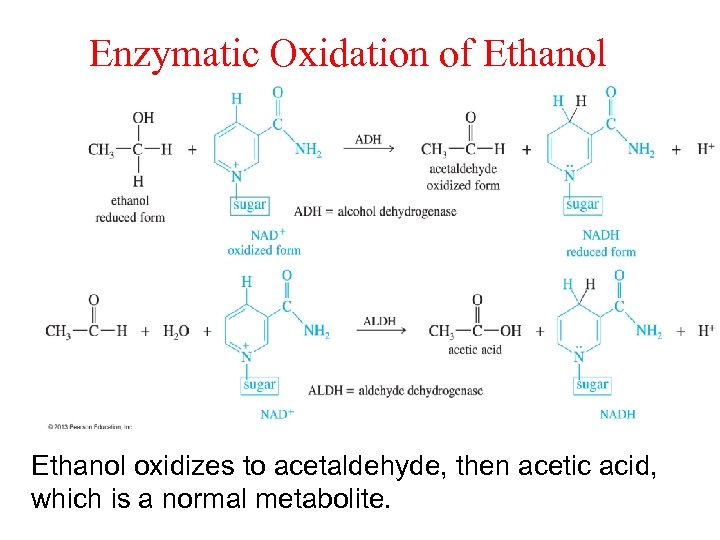 Enzymatic Oxidation of Ethanol oxidizes to acetaldehyde, then acetic acid, which is a normal