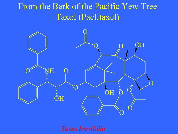 From the Bark of the Pacific Yew Tree Taxol (Paclitaxel) 