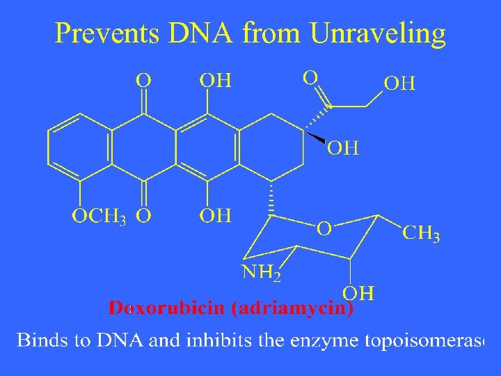 Prevents DNA from Unraveling 