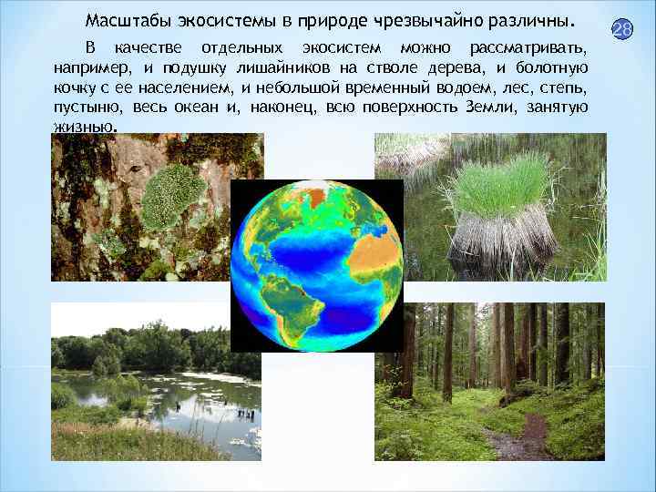 Масштабы экосистемы в природе чрезвычайно различны. В качестве отдельных экосистем можно рассматривать, например, и