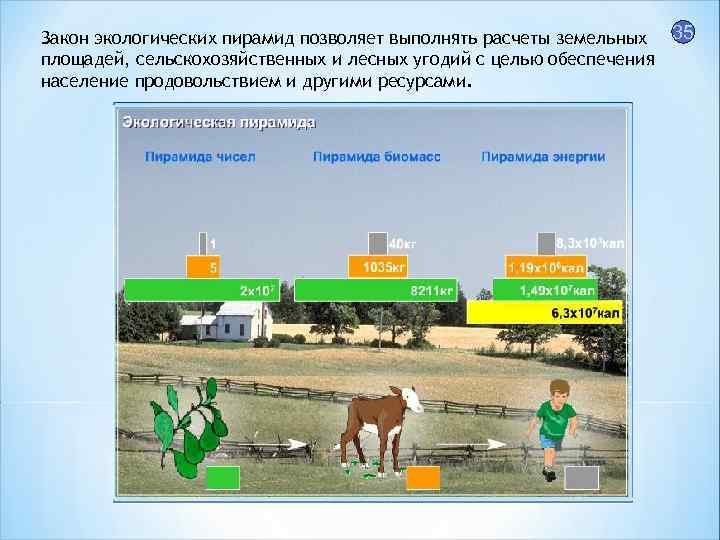 Закон экологических пирамид позволяет выполнять расчеты земельных 35 площадей, сельскохозяйственных и лесных угодий с