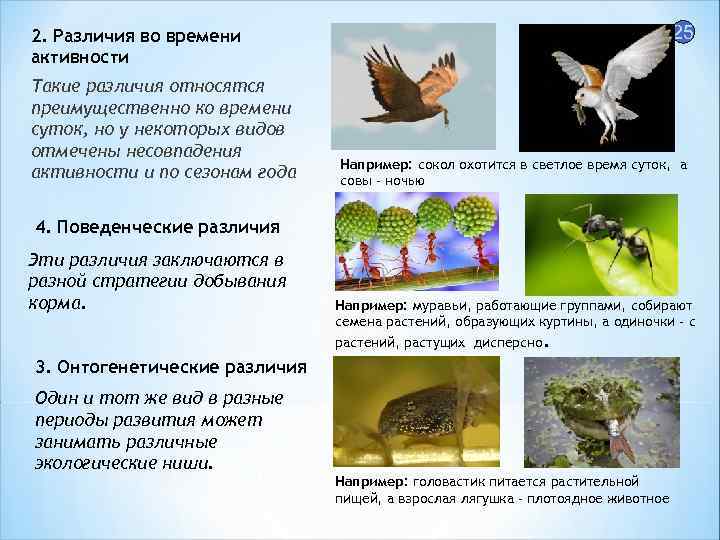 25 2. Различия во времени активности Такие различия относятся преимущественно ко времени суток, но