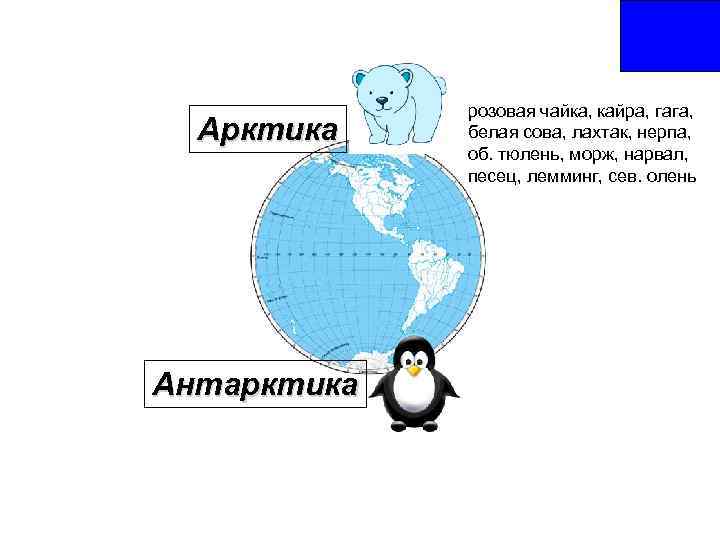 Где северный полюс. Арктика и Антарктика отличия на карте мира. Антарктида это Северный полюс или Южный. Южный полюс это Арктика или Антарктика. Антарктида Арктика Антарктика разница.