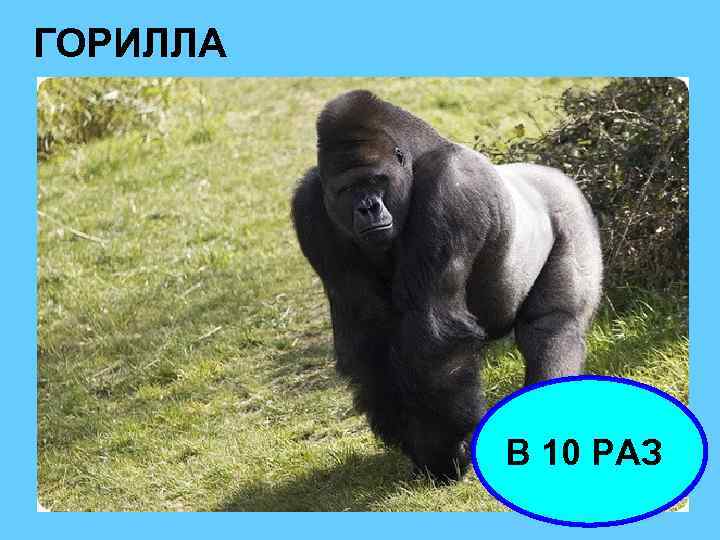 ГОРИЛЛА В 10 РАЗ 