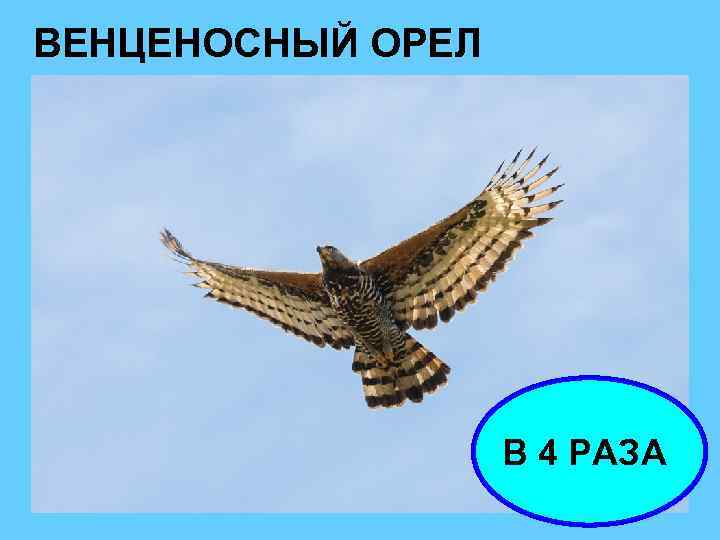 ВЕНЦЕНОСНЫЙ ОРЕЛ В 4 РАЗА 