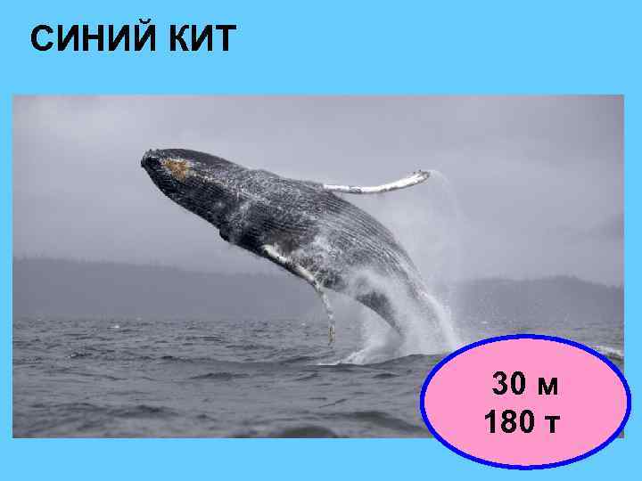 СИНИЙ КИТ 30 м 180 т 