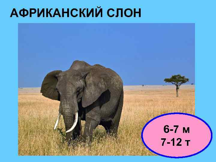 АФРИКАНСКИЙ СЛОН 6 -7 м 7 -12 т 