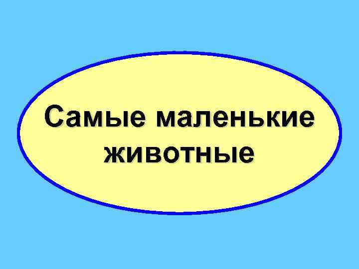 Самые маленькие животные 