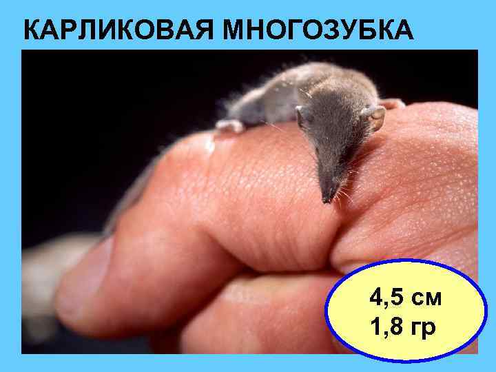 КАРЛИКОВАЯ МНОГОЗУБКА 4, 5 см 1, 8 гр 