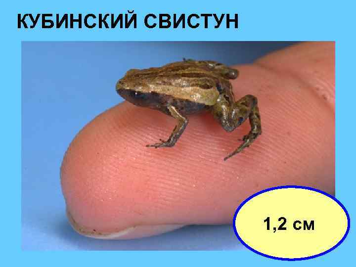 КУБИНСКИЙ СВИСТУН 1, 2 см 