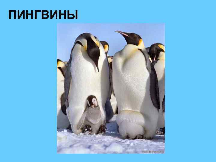 ПИНГВИНЫ 