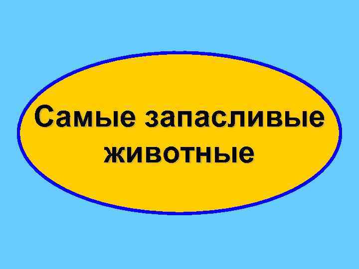 Самые запасливые животные 