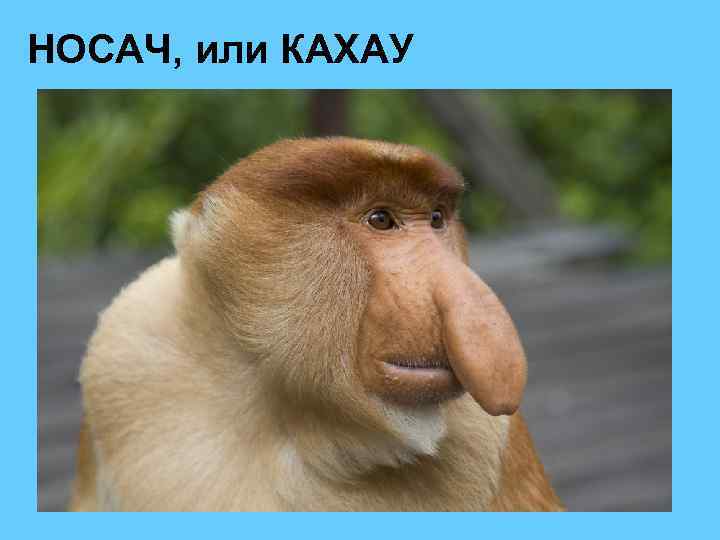 НОСАЧ, или КАХАУ 