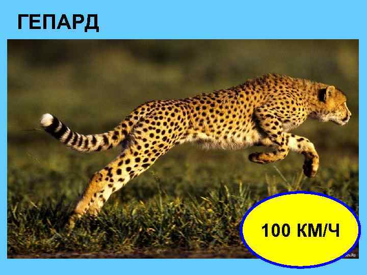 ГЕПАРД 100 КМ/Ч 