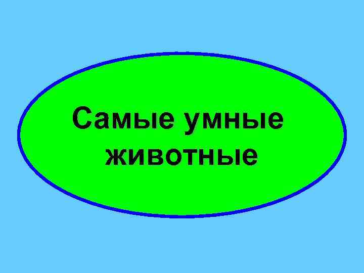 Самые умные животные 