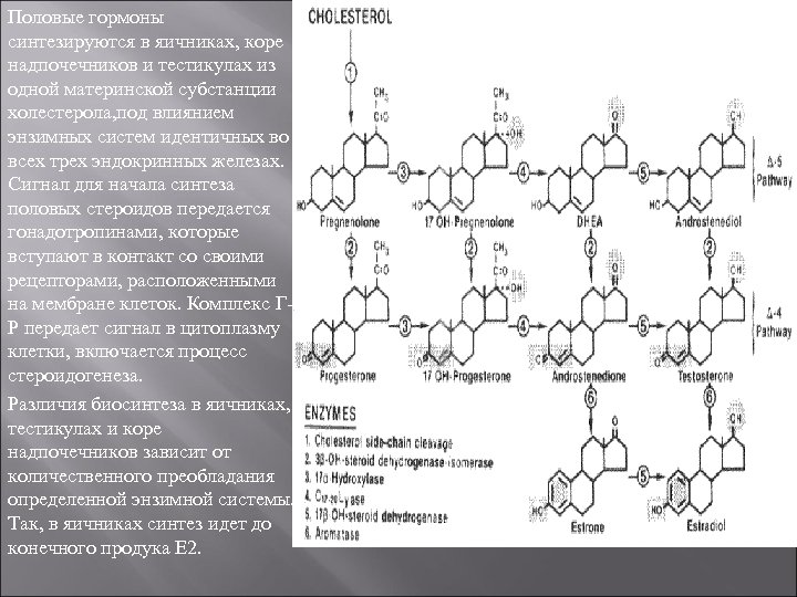 Образование гормонов надпочечников. Из какого гормона происходит Синтез половых гормонов в коже. Схема биосинтеза гормонов коры надпочечников. Схема синтеза половых гормонов. Синтез гормонов коры надпочечников.