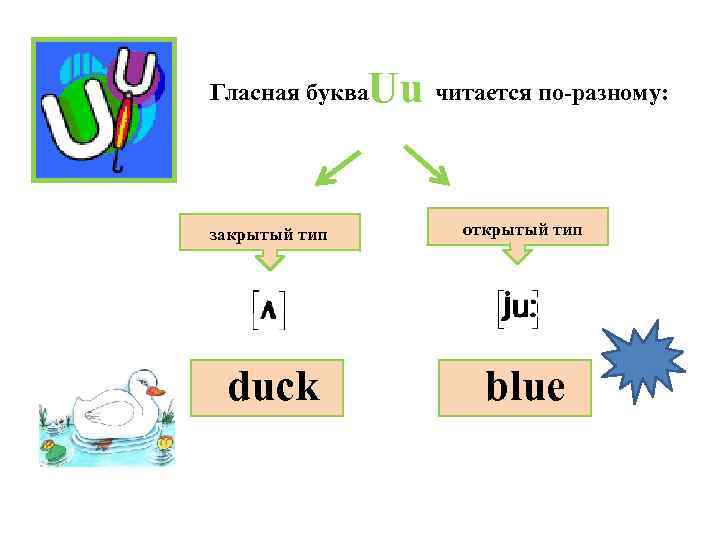 Uu читается по-разному: Гласная буква закрытый тип открытый тип duck blue 