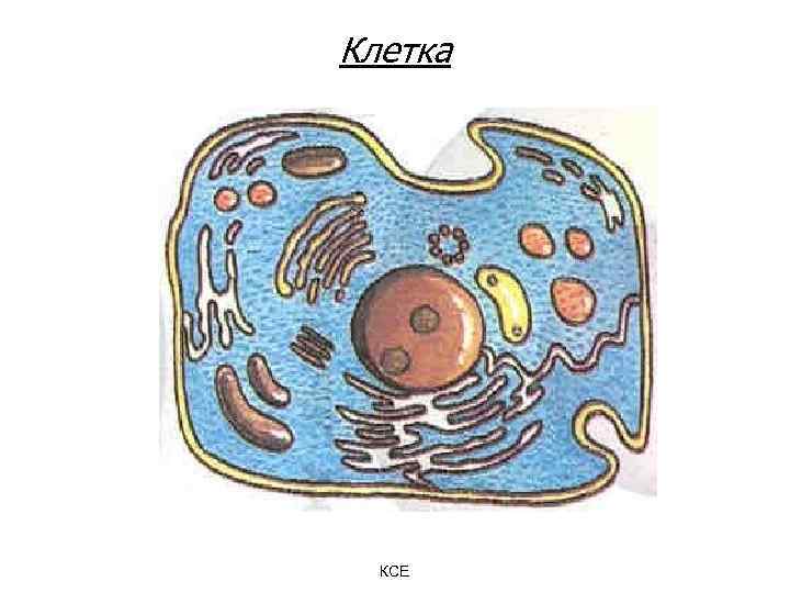 Клетка КСЕ 
