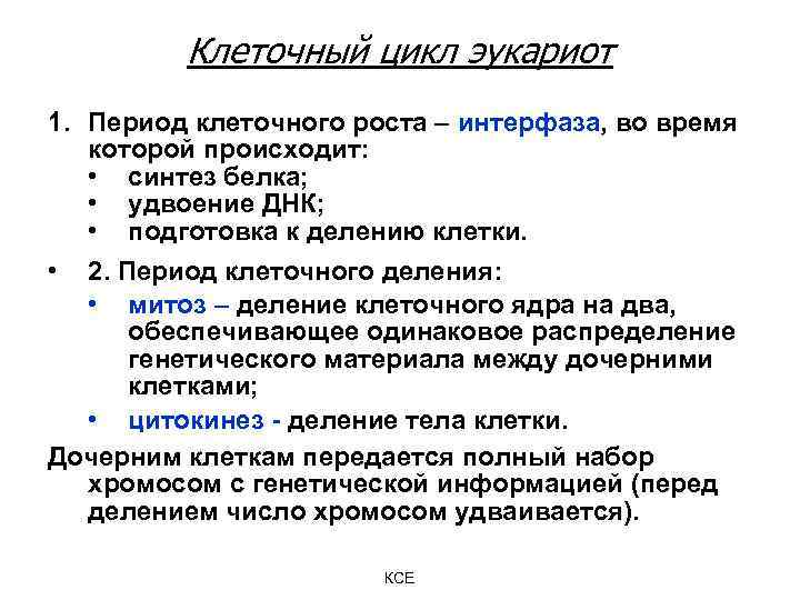 Клеточный цикл эукариот 1. Период клеточного роста – интерфаза, во время которой происходит: •
