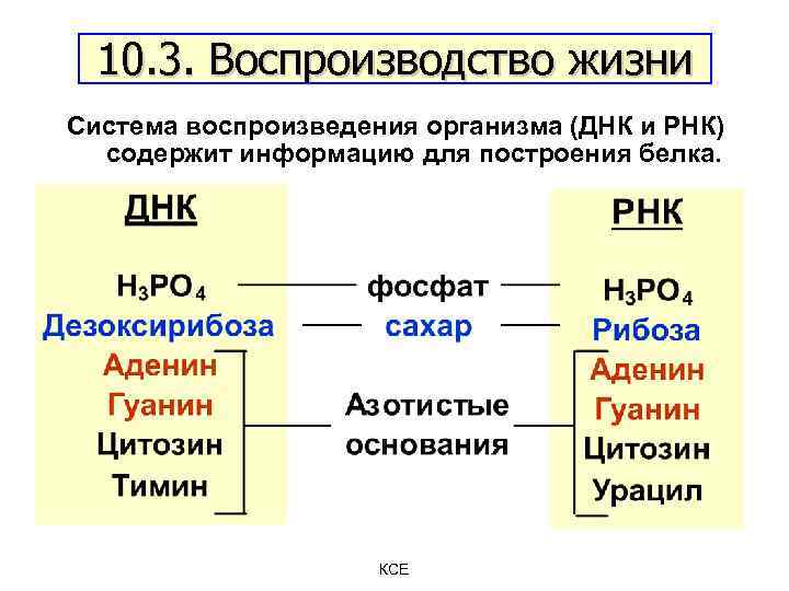 10. 3. Воспроизводство жизни Система воспроизведения организма (ДНК и РНК) содержит информацию для построения