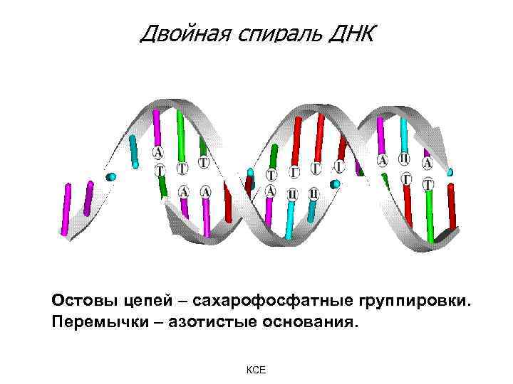 Двойная спираль