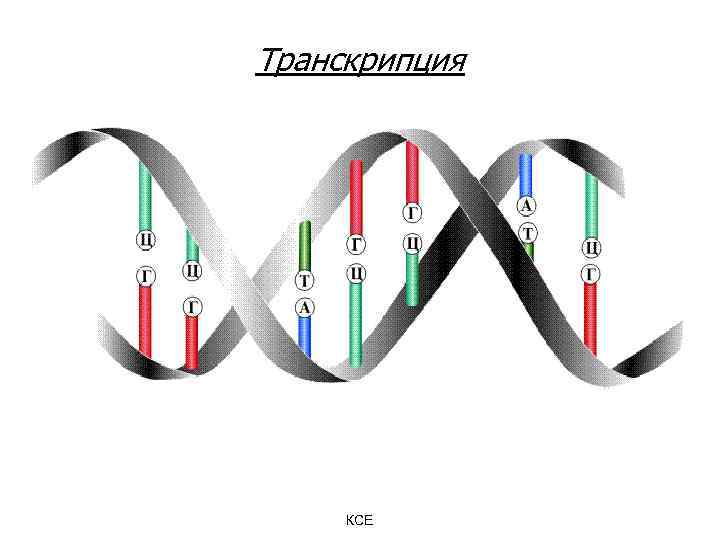 Транскрипция КСЕ 