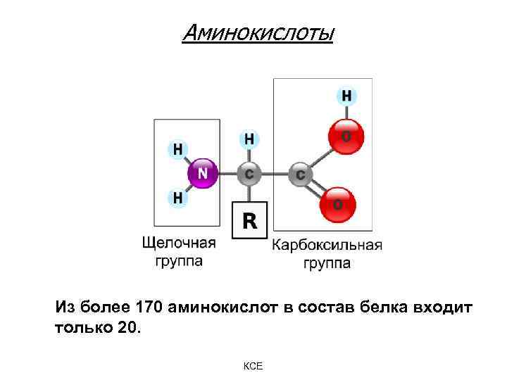 Аминокислоты Из более 170 аминокислот в состав белка входит только 20. КСЕ 