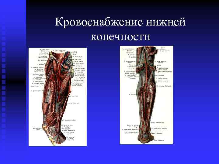 Кровоснабжение нижней конечности 