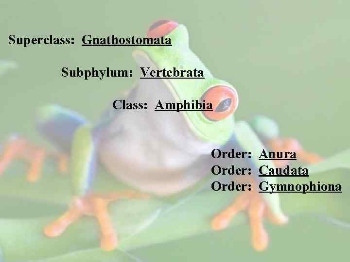  Superclass: Gnathostomata Subphylum: Vertebrata Class: Amphibia Order: Anura Order: Caudata Order: Gymnophiona 