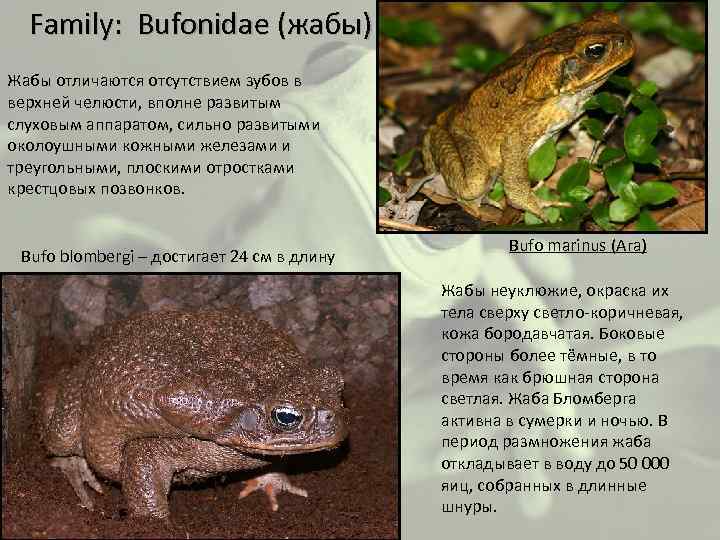  Family: Bufonidae (жабы) Жабы отличаются отсутствием зубов в верхней челюсти, вполне развитым слуховым