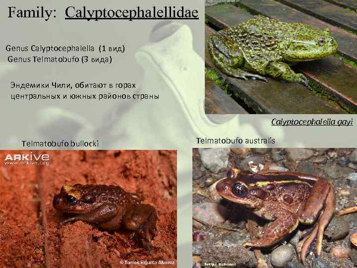  Family: Calyptocephalellidae Genus Calyptocephalella (1 вид) Genus Telmatobufo (3 вида) Эндемики Чили, обитают