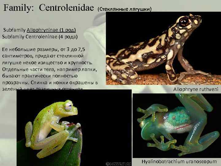  Family: Centrolenidae (Стеклянные лягушки) Subfamily Allophryninae (1 род) Subfamily Centroleninae (4 рода) Ее