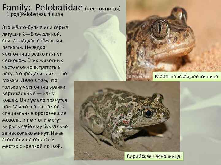 Family: Pelobatidae (чесночницы) 1 род(Pelobates), 4 вида Это жёлто-бурые или серые лягушки 6— 8