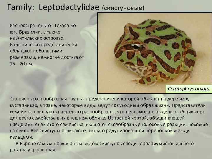  Family: Leptodactylidae (свистуновые) Распространены от Техаса до юга Бразилии, а также на Антильских