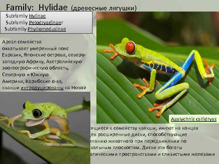  Family: Hylidae (древесные лягушки) Subfamily Hylinae Subfamily Pelodryadinaer Subfamily Phyllomedusinae Ареал семейства охватывает