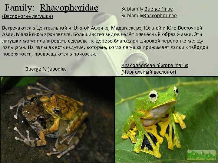 Family: Rhacophoridae (Веслоногие лягушки) Subfamily Buergeriinae Subfamily. Rhacophorinae Встречаются в Центральной и Южной Африке,