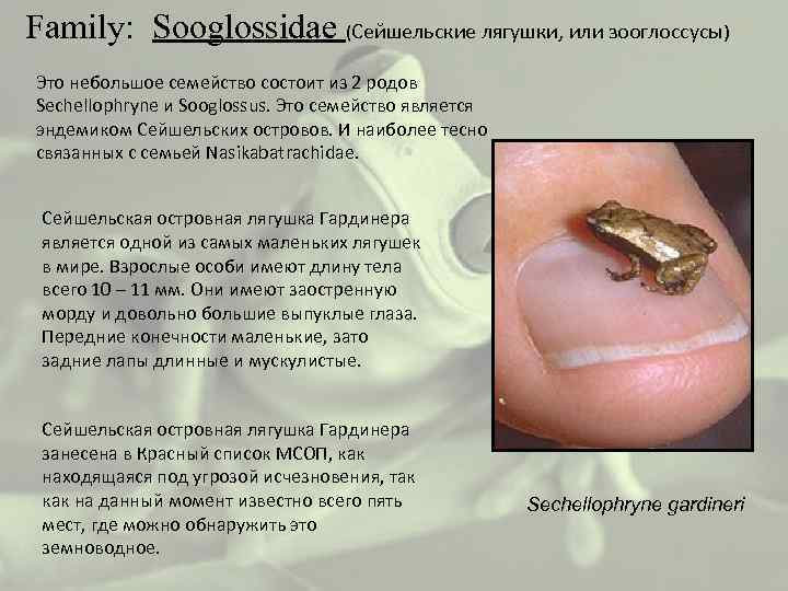  Family: Sooglossidae (Сейшельские лягушки, или зооглоссусы) Это небольшое семейство состоит из 2 родов