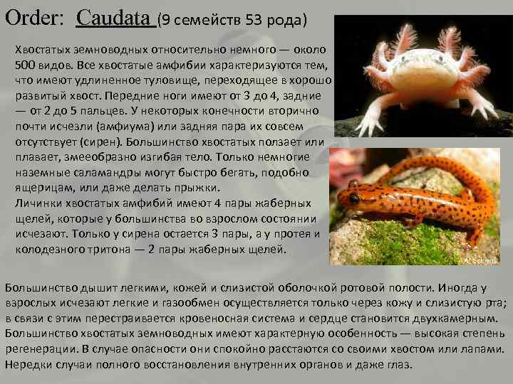 Order: Caudata (9 семейств 53 рода) Хвостатых земноводных относительно немного — около 500 видов.