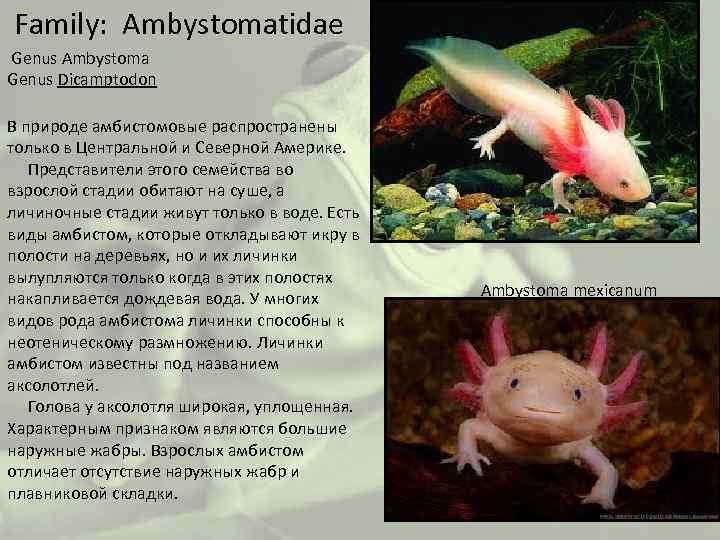  Family: Ambystomatidae Genus Ambystoma Genus Dicamptodon В природе амбистомовые распространены только в Центральной